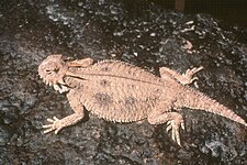 Flat-tailed horned lizard (P. mcallii) (9 November 2010)