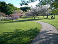 Spring scene from the Japanese cherry grove.