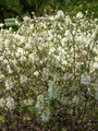 Fothergilla