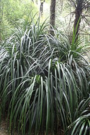 Freycinetia banksii