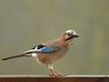 Geai des chênes (mais pas ssp. atricapillus, que l'on rencontre au Liban)