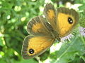 Gatekeeper Butterfly