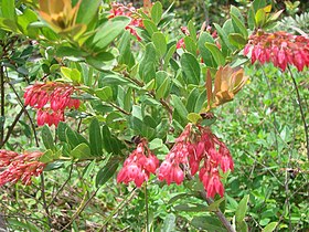 Gaylussacia brasiliensis em flor.