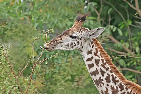 Giraffe feeding, by Muhammad Mahdi Karim