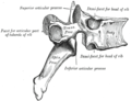 A facet joint between the superior and inferior articular processes (labeled at top and bottom).