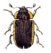 Grynocharis oblonga