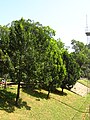 Paisagismo com guanandis em São Paulo-SP