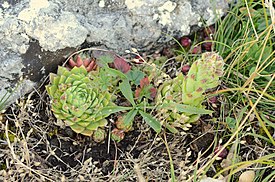 Pallomehiparta (Jovibarba globifera, syn. Sempervivum globiferum)