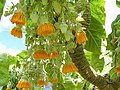 Wild specimen, flowering profusely in its native Juan Fernandez Islands