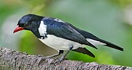 Red-billed pied tanager