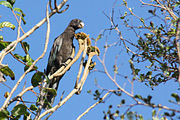 A brown parrot with blue-tipped wings