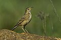 Long-billed pipit