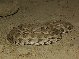 Гюрза (Macrovipera lebetina obtusa)