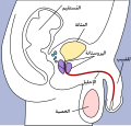 يمكن رؤية المثانة باللون الأصفر في الرسم التوضيحي.