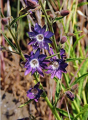 M. linearifolia