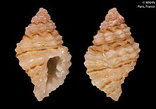 colour photograph of two Muricopsis schrammi snail shells, one with the enterence face up and the other face down. both shells are conical in shape and cream in colour with orange brown stripes. They also have a bumpy texture to them