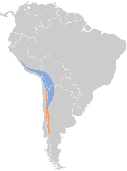 Distribución geográfica de la dormilona frentinegra.