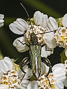 Oedemera (Oedemera) flavipes