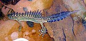 Ommatotriton ophryticus 107151