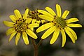 Osteospermum dentatum