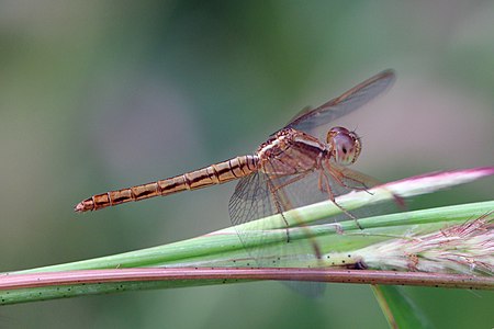 Neurothemis intermedia female