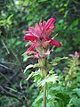 Pedicularis densiflora