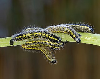 Chenilles de piérides du chou. (définition réelle 5 103 × 4 018)