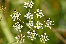 Petit boucage ou boucage saxifrage