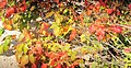 Poison Ivy in fall colors next to the beach at Welwyn Preserve, Glen Cove, Long Island, New York, October 2014