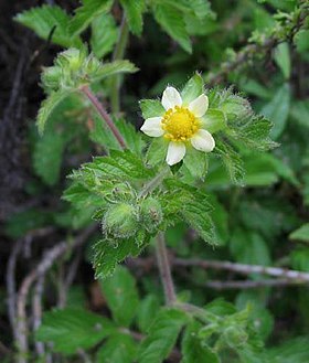 Potentilla glandulosa