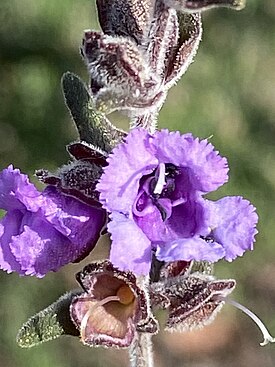 Цветок Prostanthera howelliae