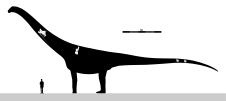Skeletal diagram of Puertasaurus, with known material in white