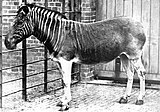 Quagga mare at London Zoo