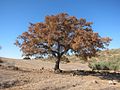 Quercus faginea in wintertime