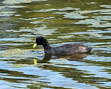 Foulque à jarretières (Fulica armillata)