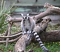 Katta (Lemur catta)