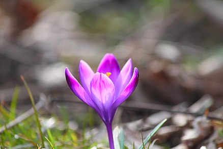 Crocus vernus