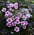 Purple saxifrage.