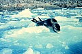 Un léopard de mer se reposant sur de petits icebergs appelés bourguignons ou growlers.