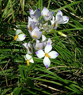 Exacum bicolor