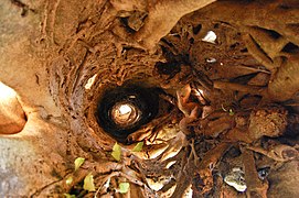 View looking through the hollow core of a fig after the host has died and rotted away