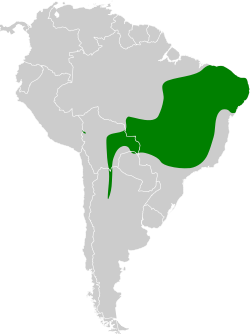 Distribución geográfica del pijuí canela.