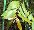 Terminalia arjuna