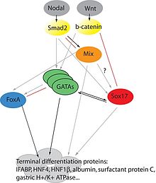 Transcription factor network in endoderm induction.