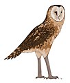 Tyto pollens