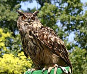 Eurasian eagle owl (Bubo bubo)