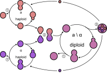 Représentation schématique du cycle de vie de Saccharomyces cerevisiae.