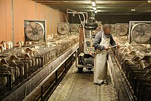 Fattening ducks to produce foie gras, France, 2012