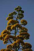 Inflorescência de uma agave (Agave spec.).