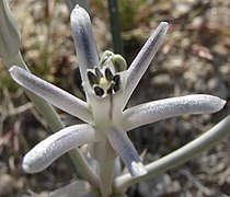 Androstephium breviflorum